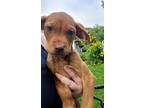 Adopt Lyla a Brindle Doberman Pinscher / American Pit Bull Terrier / Mixed dog