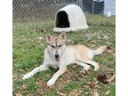 Adopt Willow II a Gray/Silver/Salt & Pepper - with White Husky / Mixed dog in