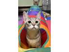 Adopt Susie a Gray, Blue or Silver Tabby Domestic Shorthair (short coat) cat in