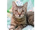 Adopt Challis a Brown Tabby Domestic Shorthair (short coat) cat in Seminole