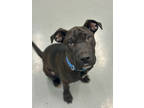 Adopt Samantha a Black Shar Pei / Mixed dog in Morton Grove, IL (39174774)