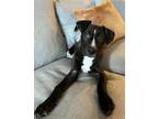 Adopt Sonya a Black Shar Pei / Mixed dog in Morton Grove, IL (39174769)