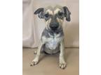 Adopt Savvy a Gray/Blue/Silver/Salt & Pepper Shar Pei / Mixed dog in Morton