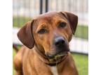 Adopt Elani a Red/Golden/Orange/Chestnut Mixed Breed (Large) / Mixed dog in Palm