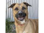 Adopt Maya a German Shepherd Dog / Mixed dog in Golden, CO (39174806)