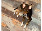 Adopt Snyder New Caney a Brown/Chocolate Miniature Pinscher dog in Provo