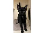 Adopt Luna a All Black Domestic Shorthair / Domestic Shorthair / Mixed cat in