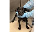 Adopt Sally a Labrador Retriever / Mixed dog in Sudbury, ON (39167696)