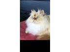 Adopt Marvin Boots a White (Mostly) Persian / Mixed cat in Lavon, TX (36938919)