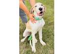 Adopt Peaches a White Great Dane / Mixed dog in Appleton, WI (39155730)
