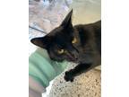 Adopt Ernie a Domestic Shorthair / Mixed cat in Sudbury, ON (39167694)