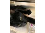 Adopt Burt a Domestic Shorthair / Mixed cat in Sudbury, ON (39167693)