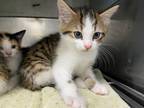 Adopt Milton a White Domestic Shorthair / Domestic Shorthair / Mixed cat in