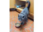 Adopt Jean Grey a Gray or Blue (Mostly) Russian Blue / Mixed cat in Raleigh