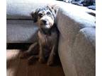 Adopt Oscar a Black - with Tan, Yellow or Fawn Schnauzer (Miniature) / Poodle