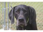Adopt Loki a Black Great Dane / Mixed dog in Boonville, MO (39174494)