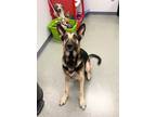 Adopt Poppy a German Shepherd Dog / Mixed dog in Topeka, KS (39174635)