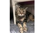 Adopt Bernie a Domestic Shorthair / Mixed cat in Topeka, KS (39174632)