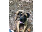 Adopt Reece a English Mastiff / Mixed dog in York, SC (39163840)