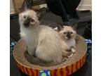 Adopt Indigo and Sterling a Cream or Ivory Siamese / Mixed (medium coat) cat in