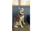 Adopt Aspen a White - with Red, Golden, Orange or Chestnut Husky / Mixed dog in