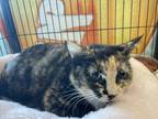 Adopt Natsu a Tan or Fawn Domestic Shorthair / Domestic Shorthair / Mixed cat in