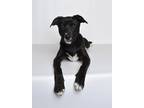 Adopt Da Vinci a Black - with White Mixed Breed (Medium) dog in Jefferson City