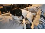 Adopt Elena a White - with Black Hound (Unknown Type) / Mixed dog in Ankeny