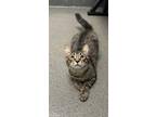 Adopt Elroy a Brown or Chocolate Domestic Mediumhair / Domestic Shorthair /