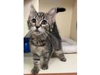 Adopt Jane a Brown or Chocolate Domestic Shorthair / Domestic Shorthair / Mixed