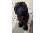 Adopt Malibu a Black Poodle (Standard) / Mixed dog in Newport News