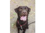 Adopt Lucky a Brown/Chocolate Mixed Breed (Large) / Mixed dog in Montreal