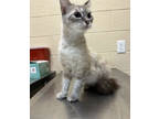 Adopt Sakura a White Siamese / Domestic Shorthair / Mixed cat in Reidsville
