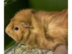 Adopt D2 a Orange Guinea Pig / Mixed small animal in Windsor, ON (37161408)