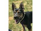 Adopt Chancey a Black Rottweiler / Mixed dog in Dallas, TX (39174138)