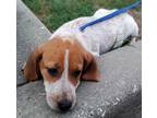 Adopt Pom Pom a Red/Golden/Orange/Chestnut Basset Hound / Mixed dog in