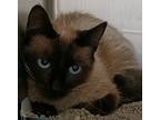 Adopt Barn Cat - Fierce Beauty a Cream or Ivory Siamese / Domestic Shorthair /