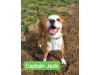 Adopt Captain Jack a Brown/Chocolate Hound (Unknown Type) / Mixed dog in