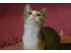 Adopt Opal a Calico or Dilute Calico American Shorthair (short coat) cat in