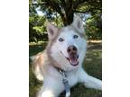 Adopt Dolce a Brown/Chocolate - with White Husky / Mixed dog in Alexandria