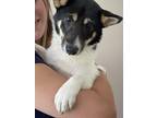 Adopt Fondue a White - with Black Shiba Inu / Mixed dog in Cherry Hill