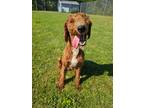 Adopt Gingersnap a Golden Retriever / Poodle (Standard) / Mixed dog in Sprakers
