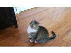 Adopt Sadie a Brown Tabby Domestic Shorthair / Mixed (short coat) cat in