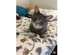 Adopt Gus a Gray or Blue American Shorthair / Mixed (short coat) cat in