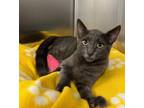 Adopt ASHER a Gray or Blue Domestic Shorthair (short coat) cat in Cranston