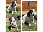 Adopt Kane a White - with Gray or Silver Pit Bull Terrier / Mixed dog in