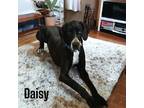 Adopt Daisy a Great Dane / Mixed dog in Bullard, TX (39172685)