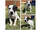 Adopt Jericho a White - with Black Pit Bull Terrier / Mixed dog in Stillwater