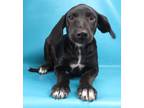 Adopt Quatro a Black Greyhound / Labrador Retriever / Mixed dog in Morton Grove