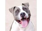 Adopt Tugboat a Gray/Blue/Silver/Salt & Pepper American Pit Bull Terrier / Mixed